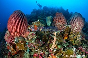Xestospongia testudinaria Eponge barrique-Ambiance Catherine Wakatobi Wangi Island-34m-20180601-Denis-ADER-DSC_2940_tn